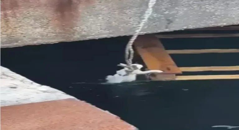 Balıkesir'de denize düşen yavru kedi kurtarıldı